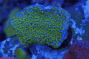coral frags